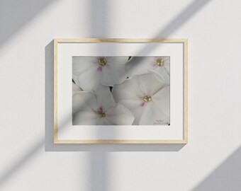 Phlox-Digital Download-Original Print