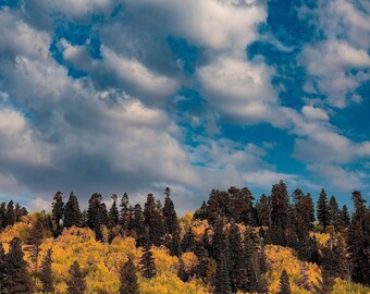 Grand Canyon Photo Prints: North Rim Print Autumn Aspen Landscape Poster