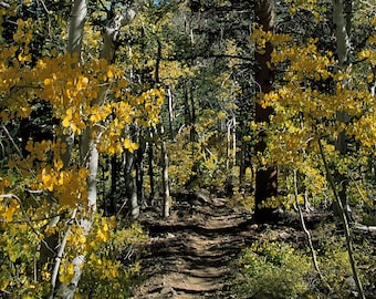 Kings Canyon National Park Print: John Muir Trail Aspen Trees