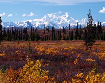 Denali National Park Photo Gifts: Alaska Autumn Colors Landscape Print and Poster