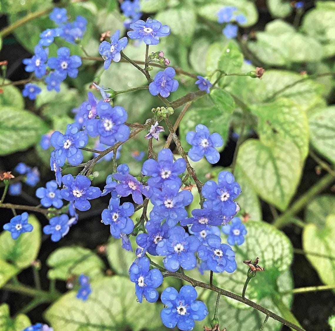 Brunnera Mac. Varieties 2/3L - Etsy UK