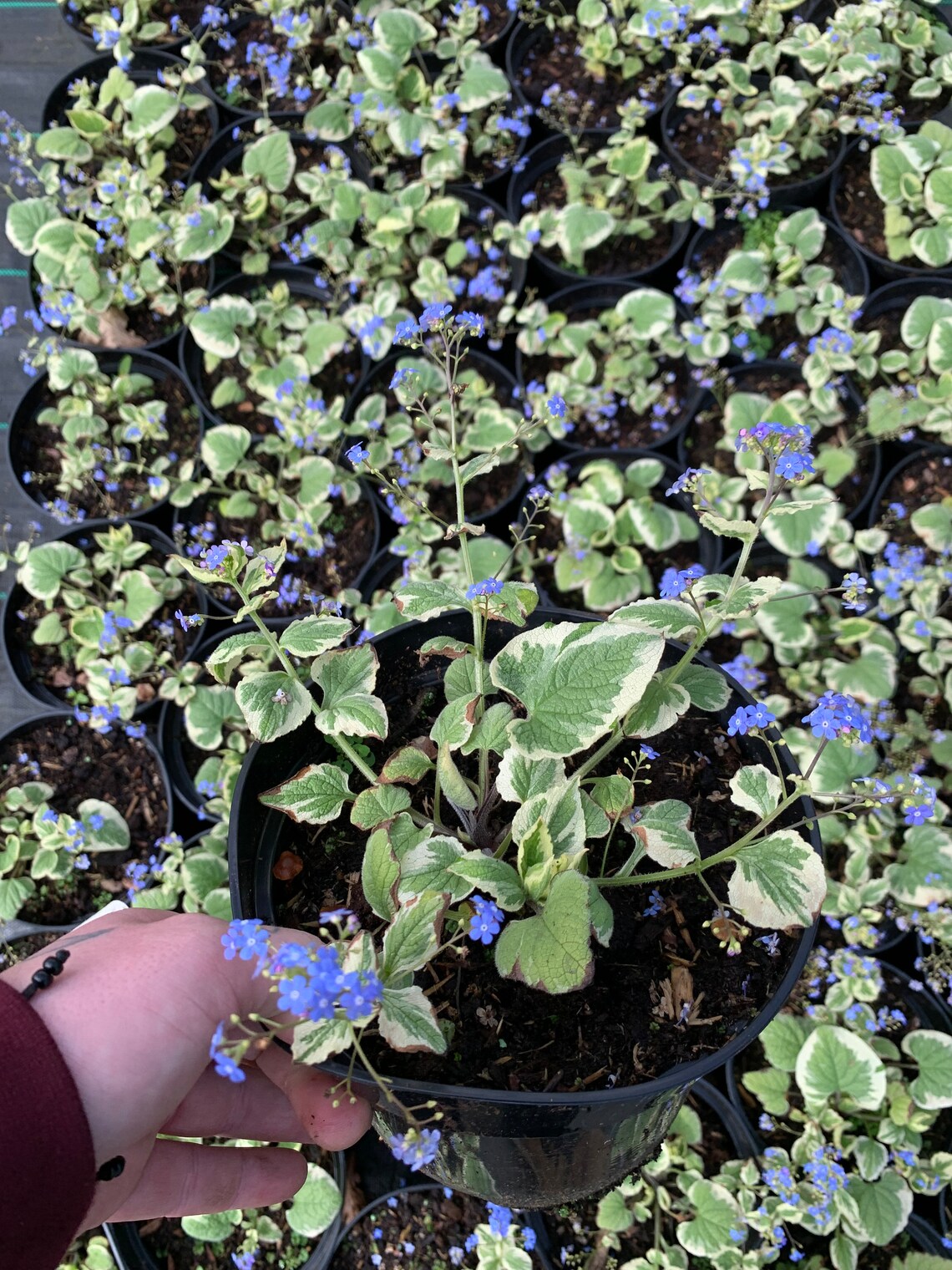 Brunnera Mac. Varieties 2/3L - Etsy UK