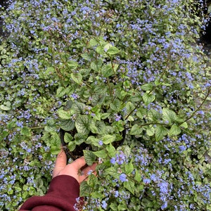 Brunnera Mac. Varieties 2/3L - Etsy UK