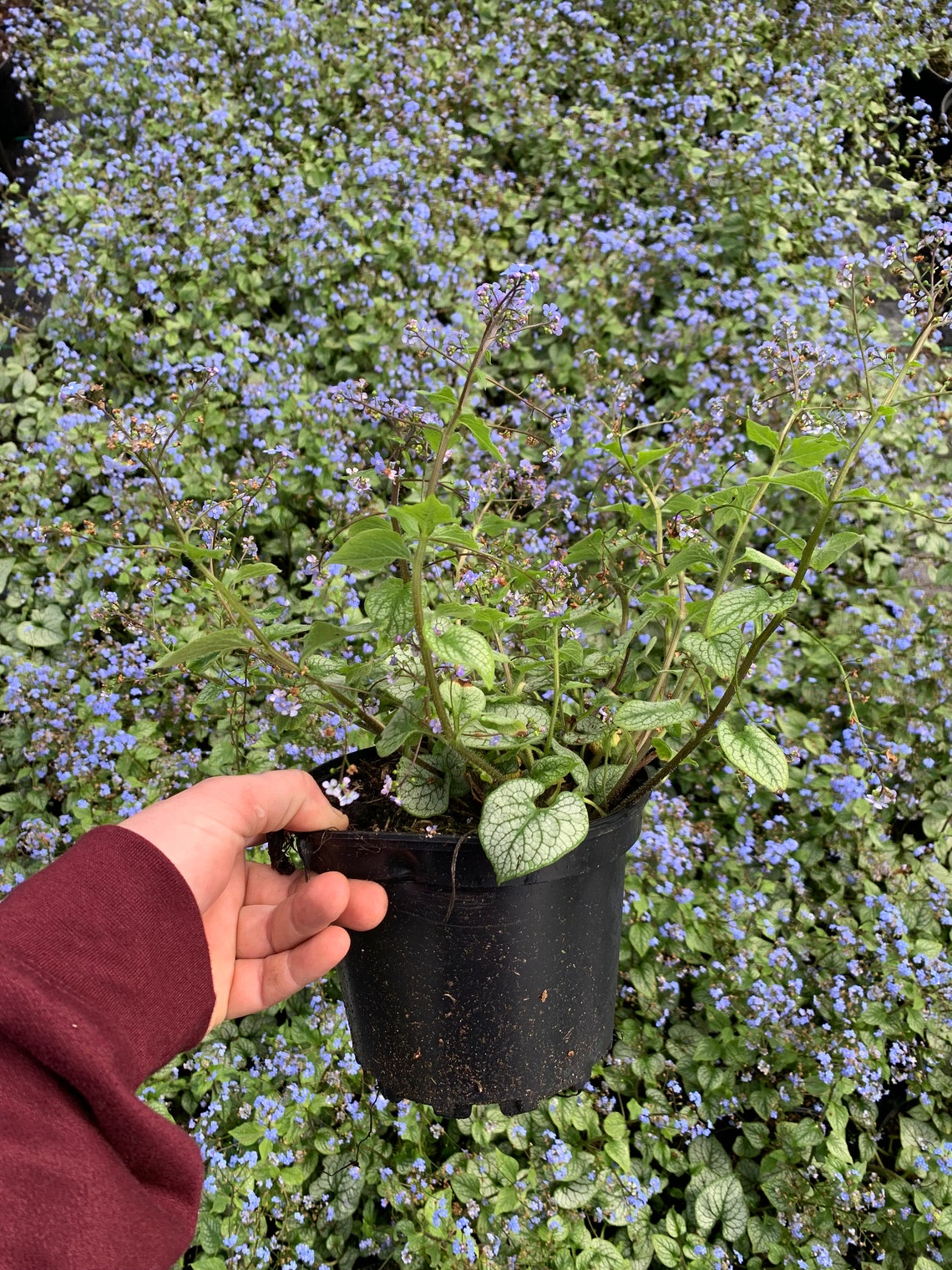 Brunnera Mac. Varieties 2/3L - Etsy UK