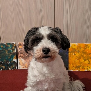 Può includere: Un cane di medie dimensioni, soffice, con pelo bianco e nero, che guarda direttamente la fotocamera. Il cane è seduto su una superficie rossa, con tre dipinti astratti sullo sfondo, con sfumature di verde, marrone e giallo.