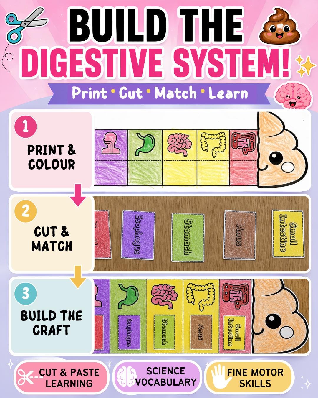 Digestive System Cut and Paste Activity | Human Body Science Craft for ...