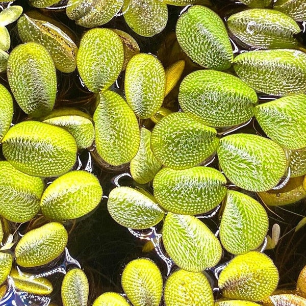 Water Spangles (Salvinia Minima) - Live Aquarium Plant, Beginner Friendly