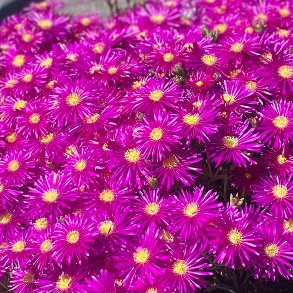 2.5" Purple Iceplant (Delosperma cooperi) - easy care, drought-tolerant, flowering succulent