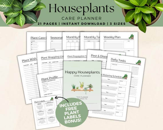 money plant purchase Buy Chinese Money Plant - Pilea peperomioides
