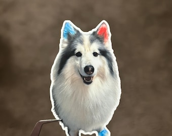 May include: A white and gray dog with blue and red painted ears and paws. The dog is standing on a brown surface.