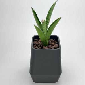 May include: A small snake plant in a dark grey, square-shaped pot. The plant has green and white striped leaves and sits in a pot filled with small, brown pebbles. The pot has a tapered design.