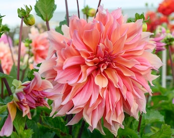 Labyrinth Dahlia Tuber