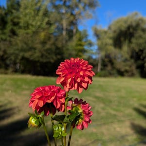 May include: A bouquet of three red dahlia flowers with green leaves against a blurred background of trees and grass.