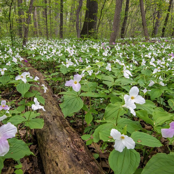 Trillium