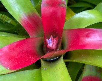 Neoregelia Compacta (Compact Bromeliad)