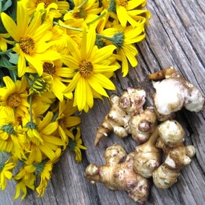 3 Bulbs Sunchoke (Helianthus Tuberosus) Sunroot Jerusalem artichoke / Earth apple