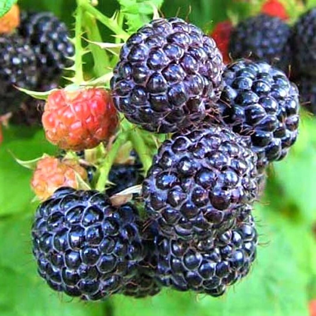 Cumberland Black Raspberry Organic Plant (2-3 Feet Tall, Age 2 Years ...