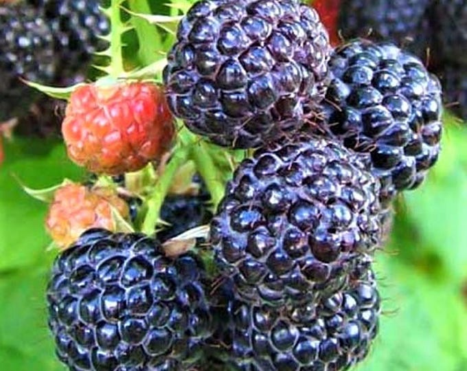 Cumberland Black Raspberry Organic Plant (2-3 Feet Tall, Age 2 Years ...