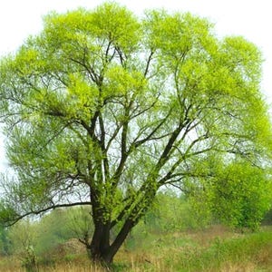 May include: A large tree with a thick, dark trunk and branches, covered in bright green leaves. The tree stands in a field of tall grass, with other trees in the background. The sky is a bright white.