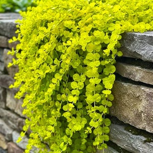 May include: A vibrant, cascading plant with small, round, chartreuse leaves. The foliage spills over a weathered stone wall, creating a lush, textured contrast. The plant's bright color adds a lively touch to the outdoor setting.
