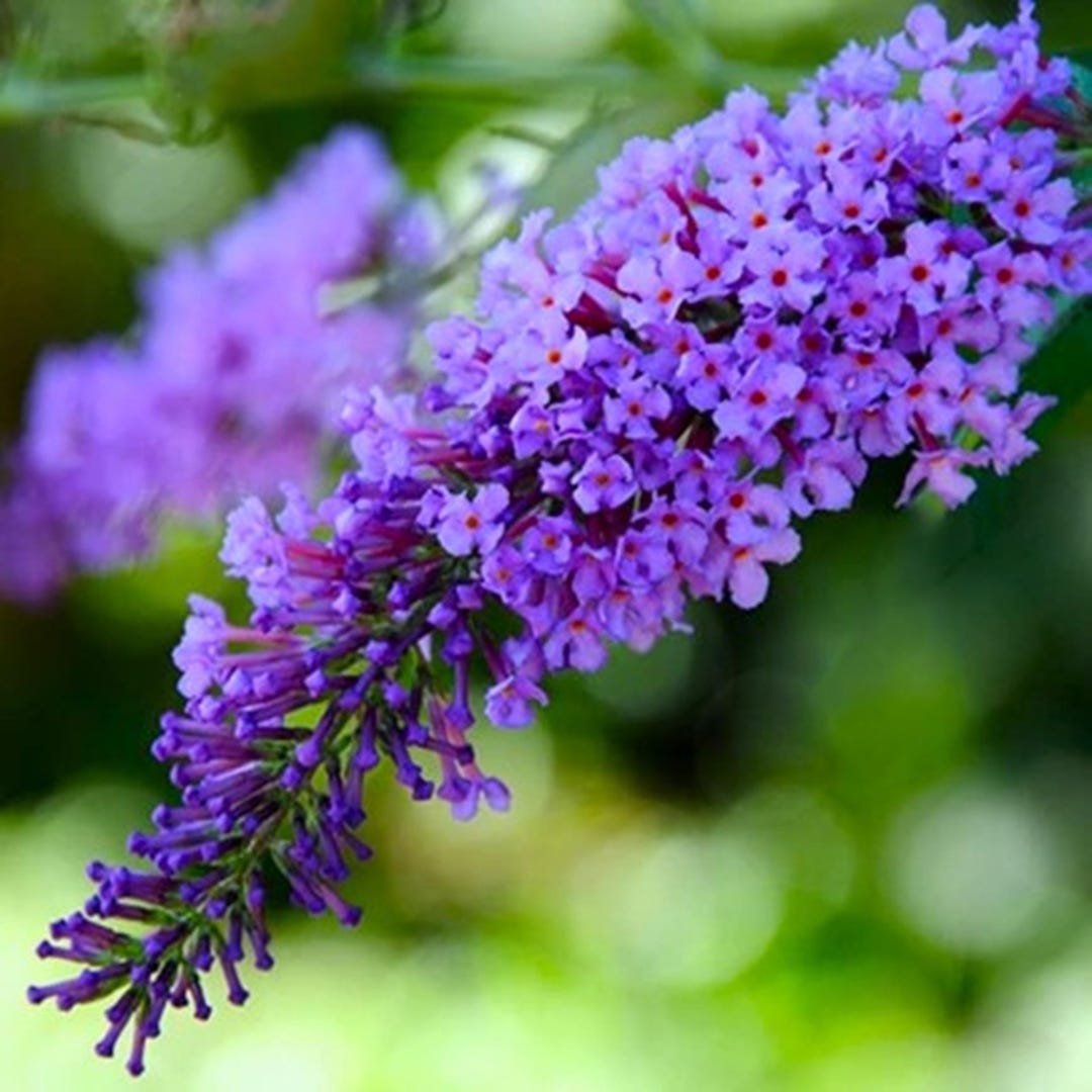 Buddleja Fragrant Buddleia Butterfly Bush - Fragrant Blooms, Attracts Pollinators (2-3 ...