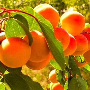 May include: A close-up of a branch laden with ripe apricots. The apricots are a vibrant orange color, with some showing a reddish blush. Green leaves and a reddish-brown branch provide contrast. The background is blurred, suggesting a sunny outdoor setting.