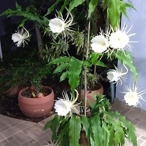 Night Blooming Cereus  Live Plant* Queen of The Night * 7-12 inches tall, 0.25 gall pot (Epiphyllum Oxypetalum) Night Blooming Cereus