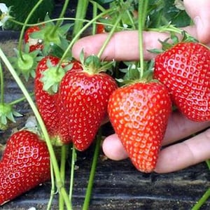 May include: A cluster of bright red strawberries with green leafy stems growing on thin green vines. The strawberries have a textured, pitted surface and a conical shape, with some berries hanging down and others held in a cluster.
