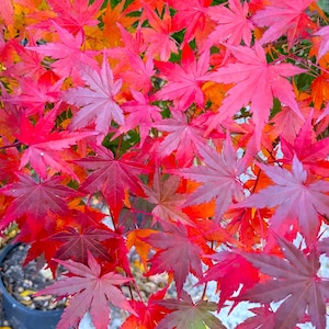 May include: A Japanese maple tree featuring a dense cluster of vibrant, multi-pointed leaves in shades of bright red, deep crimson, and orange. The foliage is layered, creating a textured canopy with some leaves showing hints of green.