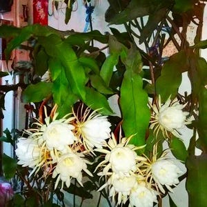 3 (Three) Cuttings Night Blooming Cereus * Queen of The Night * 5-9 inches tall (Epiphyllum Oxypetalum)  Night Blooming Cereus