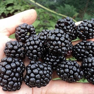 Triple Crown Blackberry Bush  Organic (Live Plant, 2-3 feet Tall, Bare Root) Fast growth and fruiting Very Sweet without spikes
