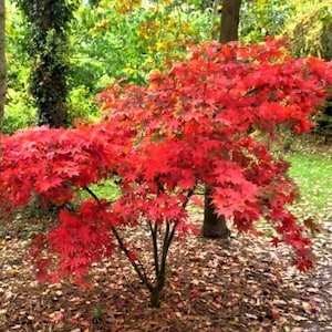 May include: A vibrant red Japanese maple tree in a garden setting. The tree's leaves are a brilliant red, contrasting with the green grass and surrounding trees. Fallen leaves cover the ground, creating a colorful autumn scene.