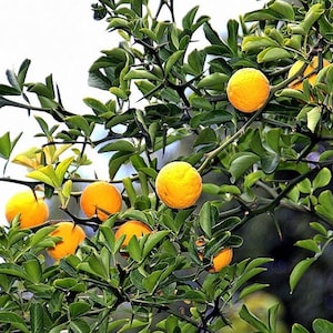 May include: A close-up of a tree branch with several bright orange fruits. The fruits are round and textured, contrasting with the smooth green leaves. The branches have thorns, and the background is a soft white.