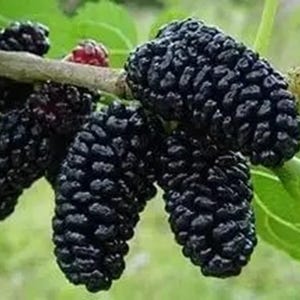 6 ( Six) cuttings Black Mulberry Dwarf Tree - Easy & Fast Growing Fruit Tree