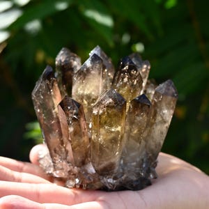 May include: A cluster of smoky quartz crystals, showcasing a range of brown and amber hues. The crystals are held in a hand, with a blurred green background of foliage. The quartz points are sharply defined.