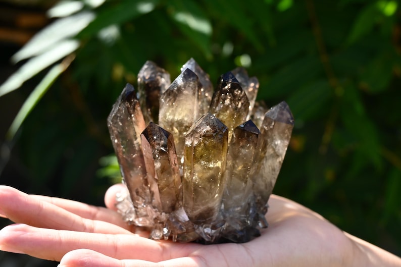 May include: A cluster of smoky quartz crystals, showcasing a range of brown and amber hues. The crystals are held in a hand, with a blurred green background of foliage. The quartz points are sharply defined.