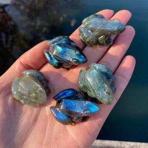 May include: Five carved labradorite frog figurines. The frogs are in various shades of gray and blue, with iridescent flashes of color. The frogs are small and detailed, with visible eyes and legs. The frogs are displayed on a hand.