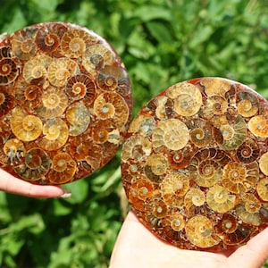 100G+ Natural Ammonite Fossil shell Plate Disk +Free Stand，Home Decor，Ornaments，Spiral shell Fossil，Fossil specimens，Reiki healing