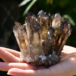 May include: A cluster of smoky quartz crystals, held in an open hand. The crystals are a mix of translucent and opaque, with shades of brown and gray. The tips of the crystals are darker, creating a contrast. The crystals are clustered together at the base.