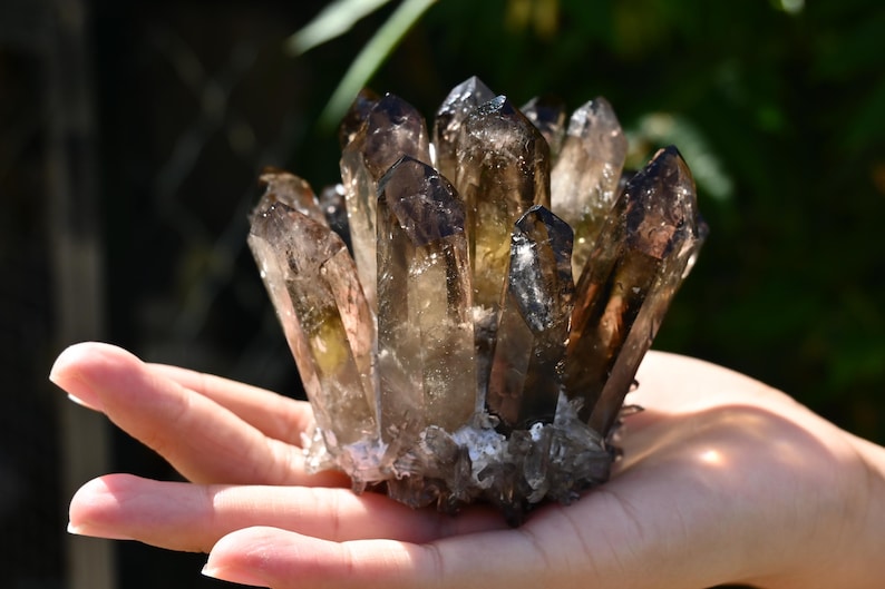 May include: A cluster of smoky quartz crystals, held in an open hand. The crystals are a mix of translucent and opaque, with shades of brown and gray. The tips of the crystals are darker, creating a contrast. The crystals are clustered together at the base.