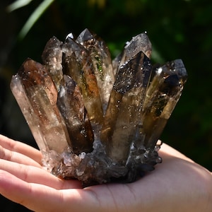 May include: A cluster of smoky quartz crystals, featuring a range of brown and clear tones. The crystals are held in a hand, showcasing their natural formation and pointed tips. The quartz cluster is a natural mineral specimen.