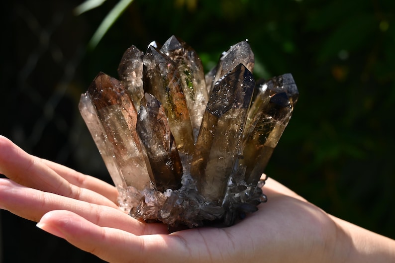 May include: A cluster of smoky quartz crystals, featuring a range of brown and clear tones. The crystals are held in a hand, showcasing their natural formation and pointed tips. The quartz cluster is a natural mineral specimen.