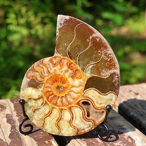 200g+ Naturlig Ammonit Nautilus fossil, Heminredning, Ornament, Spiralskalsfossil, Fossilprover, Reiki healing + stativ (skicka slumpmässigt)