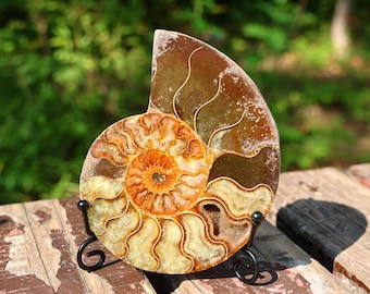 May include: A polished ammonite fossil, showcasing a spiral pattern with shades of brown, orange, and cream. The fossil is mounted on a black metal stand, set against a blurred green background and a weathered wooden surface.