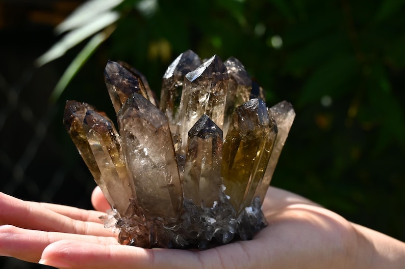 May include: A cluster of smoky quartz crystals, held in a hand. The crystals have a translucent, brownish-gray color with sharp, pointed tips. The background is a blurred green, suggesting an outdoor setting.