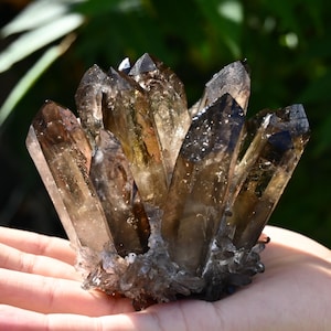 May include: A cluster of smoky quartz crystals, featuring a range of brown and clear hues. The crystals are held in a hand, with a blurred green background. The quartz has sharp, pointed terminations and a rough base.