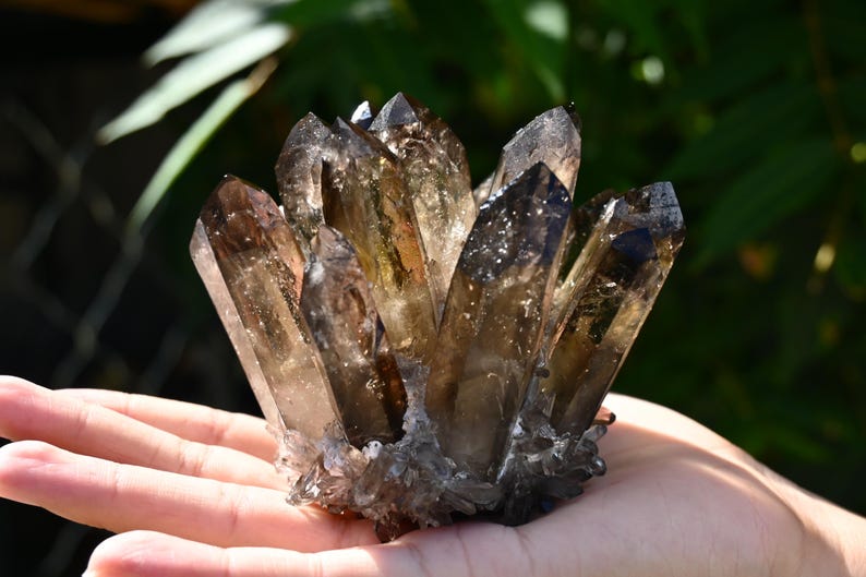 May include: A cluster of smoky quartz crystals, featuring a range of brown and clear hues. The crystals are held in a hand, with a blurred green background. The quartz has sharp, pointed terminations and a rough base.