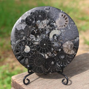 Puede incluir: Un fósil de amonita negro y blanco en un soporte de metal negro. El fósil es redondo y tiene un patrón de espiral.