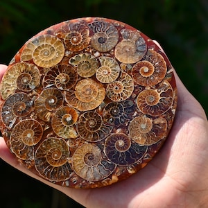 100G+ Natural Ammonite Fossil shell Plate Disk +Free Stand，Home Decor，Ornaments，Spiral shell Fossil，Fossil specimens，Reiki healing