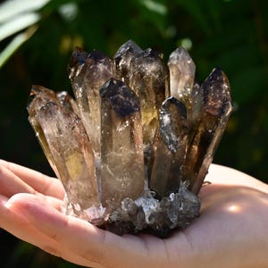 May include: A cluster of smoky quartz crystals, held in a hand. The crystals are a translucent brown color with darker tips, and they are clustered together at the base. The background is blurred green foliage.